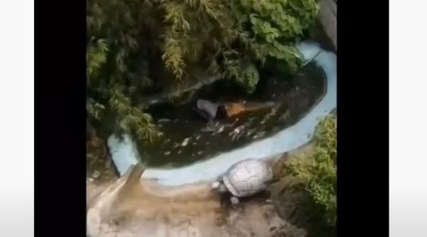 un turist a fost atacat de crocodil barbatul a vrut sa si faca un selfie cu reptila crezand ca e din plastic video