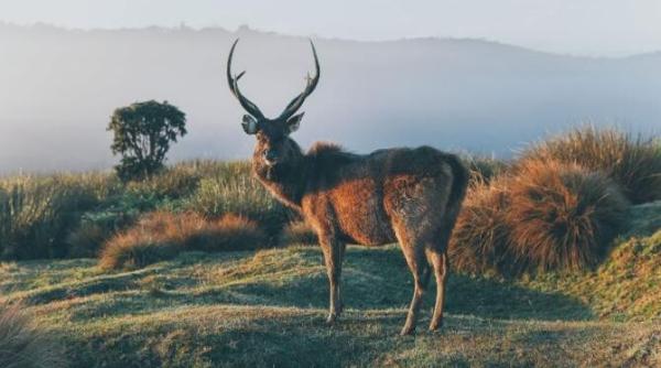 ce animal spiritual ai in functie de zodia ta