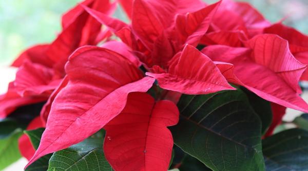 cum sa ingrijesti in mod corect craciunita trucuri pentru o planta sanatoasa