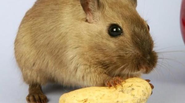 un sobolan viu a fost gasit intr o patiserie din capitala anpc a amendat cu 20 000 de lei unitatea alimentara