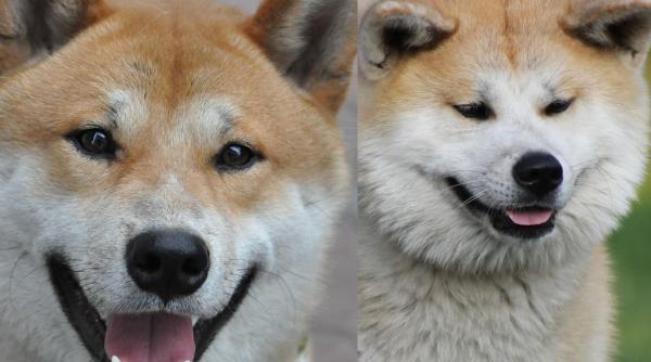 care e diferenta dintre shiba inu si akita inu tot ce trebuie sa stii inainte sa ti cumperi una dintre aceste rase de caini