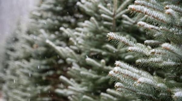 vremea in banat crisana dobrogea muntenia oltenia maramures ploaie lapovita ninsoare