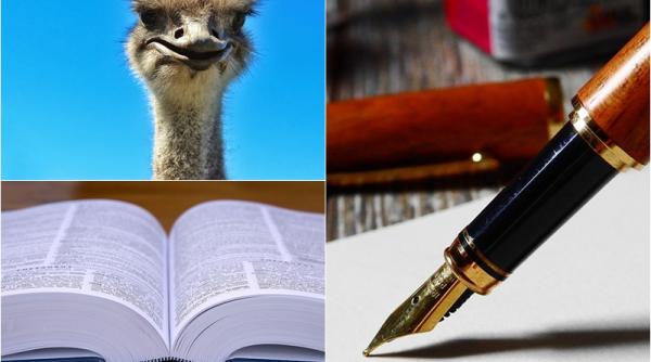 la ce spun ardelenii strut nu are nicio legatura cu pasarea la care va ganditi