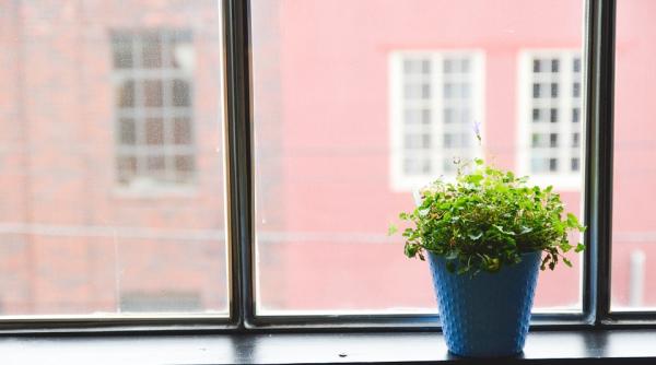 plantele care te vor ajuta sa scapi de mirosul urat din casa nu vei mai avea nevoie de odorizante