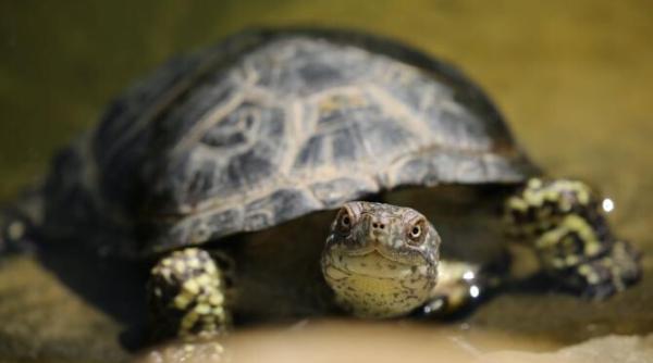 sapte persoane si au pierdut viata dupa ce au mancat o delicatesa carnea reptilei provine din zanzibar