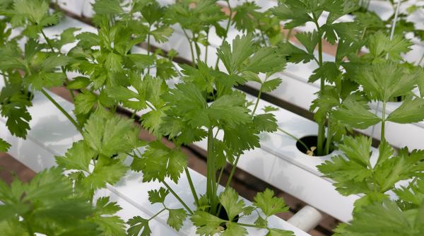 plecat de la o gluma sapunul cu aroma de coriandru e realitate stoc epuizat in cateva ore