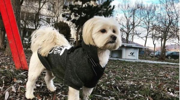 temperatura la care ar trebui sa nu iti scoti cainele afara