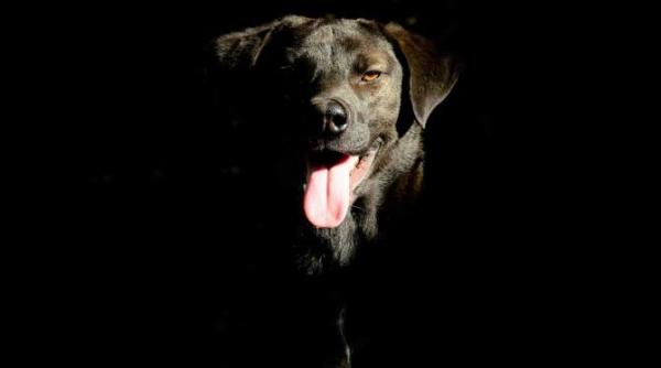 o femeie a fost atacata de cainele din casa sa a fost necesara interventia jandarmilor