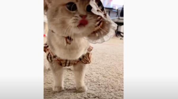 pisica aceasta te scoate la un ceai poti s o refuzi video