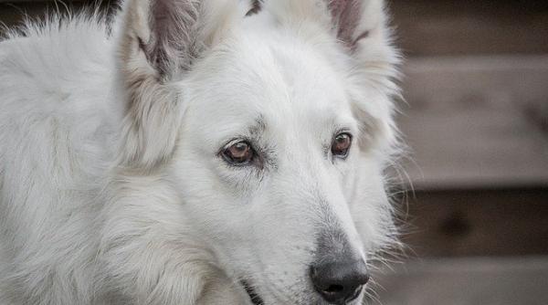 tentativa de jaf acasa la senatorul marinescu socul abia apoi a venit va amendam in fiecare zi pana cand renuntati la caine