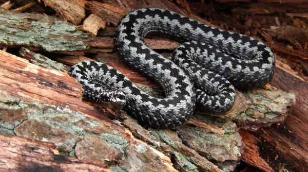 turist atacat de vipera in mijlocul iernii salvamont zarnesti acest caz atipic ne arata ca nimic nu este imposibil