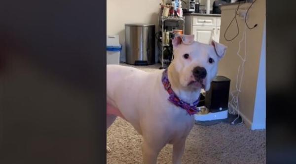 filmarea cu un caine pus de stapana lui la dieta intrece orice imaginatie video