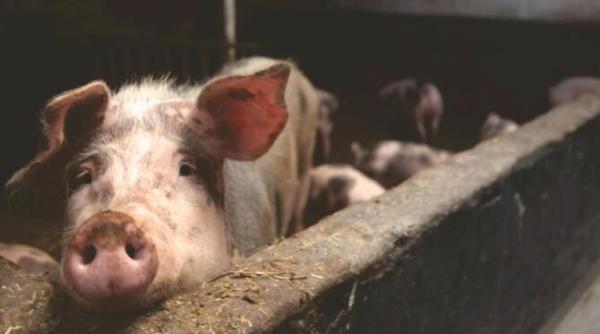 cand se taie de fapt porcul pentru craciun multa lume nu stie