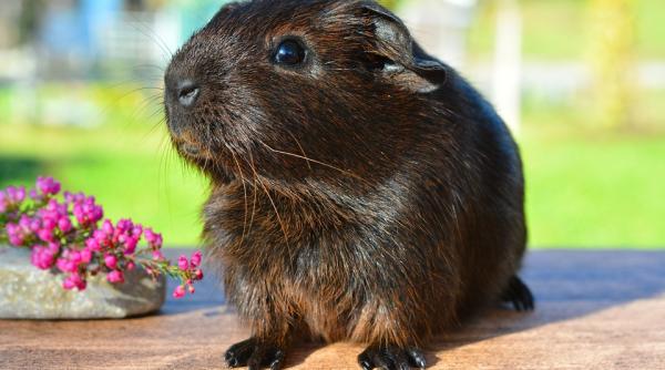 o tanara a ramas fara breton dupa ce a dormit cu porcusorul ei de guineea doar l a ros