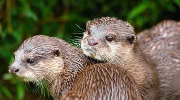 un barbat a fost atacat de o familie de vidre m au muscat de 26 de ori in 10 secunde video