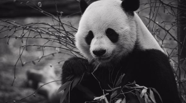 ursulet panda de la gradina zoologica din moscova in culmea fericirii dupa ce a vazut zapada video