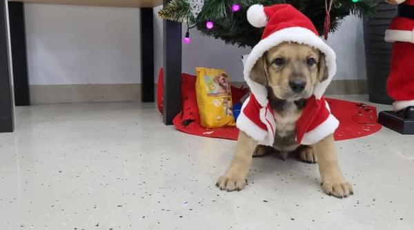 adoptii caini piciorus isi cauta omul sub bradul de craciun vrei sa fii cadoul lui pentru totdeauna