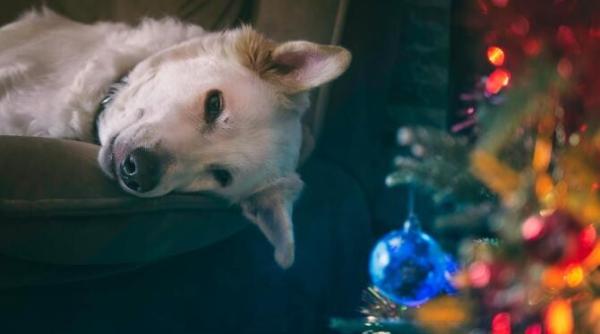 sarbatorile pot fi stresante pentru cainele tau iata cateva ce poti face pentru un patruped relaxat