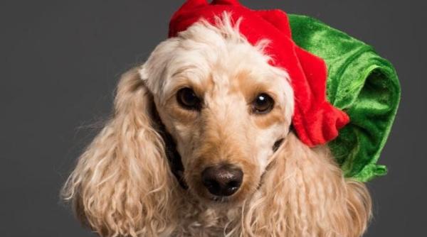 cainii prefera melodiile de craciun last christmas jingle bells all i want for christmas is you de mariah carey studiu