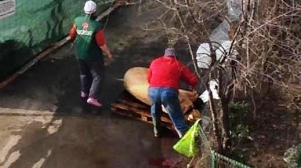 cei care injunghie porcii in fata blocurilor avertizati politistii fac controale