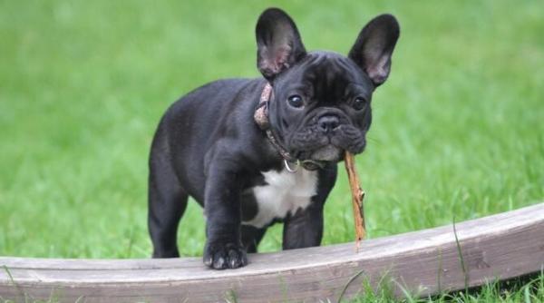 avertisment dur despre bulldog ul francez risc de 20 de ori mai mare nu mai poate fi considerat un animal obisnuit