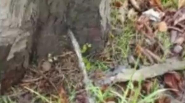 dintr un copac a inceput sa curga apa ca la robinet in timisoara vin sarbatorile si vedem tot felul de minuni