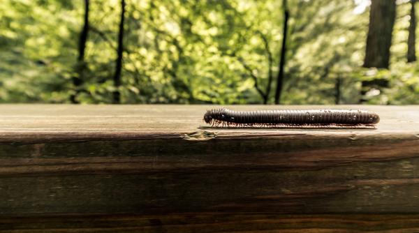 foto cercetatorii au descoperit creatura care are peste 1 000 de picioare nu este nici vierme nici insecta foto in articol