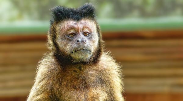 mai multe maimute suparate au ucis toti cainii dintr un sat indian drept razbunare ii aruncau de pe cladiri ce le a infuriat video