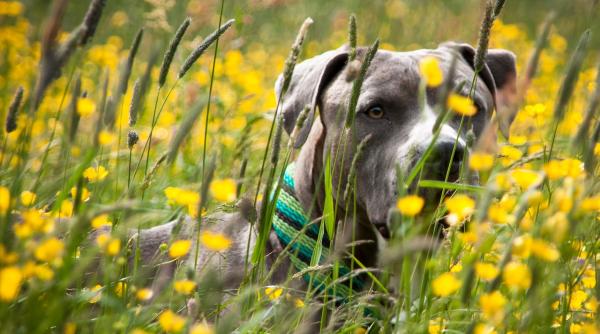 arad o femeie a ajuns la spital dupa ce care a fost atacata de doi caini din rasa amstaff