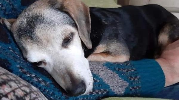 lectie de umanitate caine batran si bolnav adoptat de un barbat nu i voi uita niciodata ochii primul somn linistit pe care l a avut vreodata