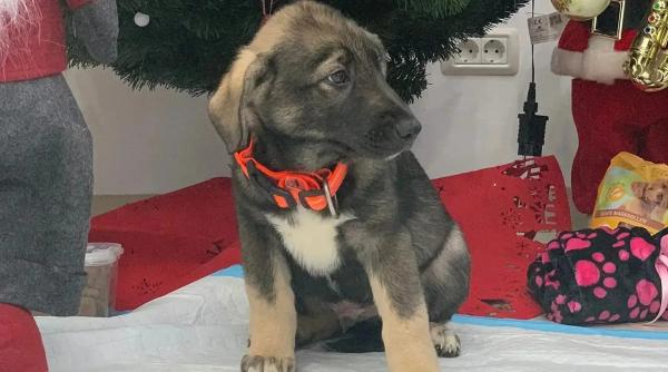 trei catelusi adorabili si un motan mandru isi cauta stapani kola kariola am vegheat nopti si zile ca sa ii vedem mari