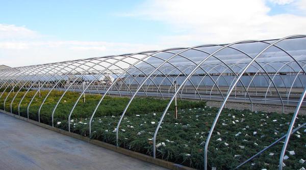 cultivarea propriilor legume si plante aromatice poate fi un efort placut sfaturi practice