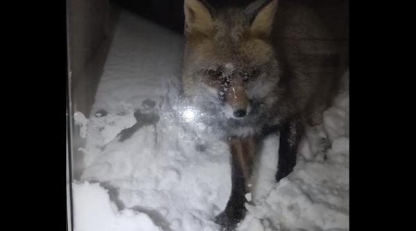 imagini inedite la varful omu  vulpea care face deszapezirea la statia meteo   video