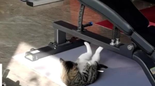 pisica care face abdomene pentru a fi in forma de craciun video viral