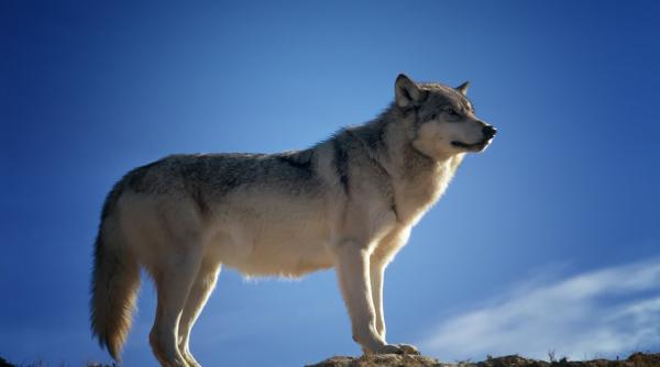 o haita de lupi a evadat dintr o gradina zoologica in timpul orelor de vizita