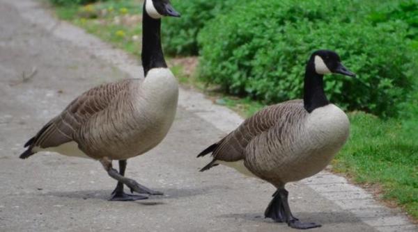 un biciclist s a lovit de o masina care a incetinit pentru a lasa niste gaste sa traverseze strada
