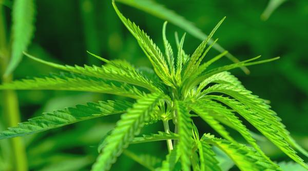 cannabisul la fel de usor de cumparat ca un telefon mobil nu va fi un barlog al opiului