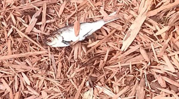 a plouat cu pesti un oras din sua a fost lovit de un fenomen neobisnuit