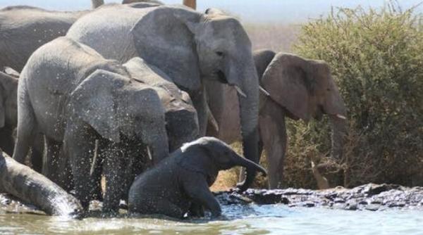 o turma de elefanti salbatici a doborat un zid de beton si a patruns intr un parc zoologic din bangladesh sunt foarte periculosi