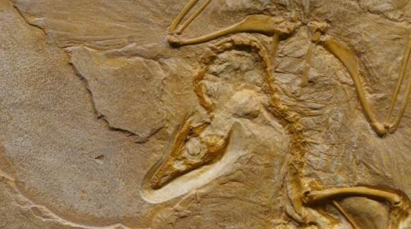 urma unui dinozaur a fost descoperita in wales dateaza din urma cu sute de milioane de ani