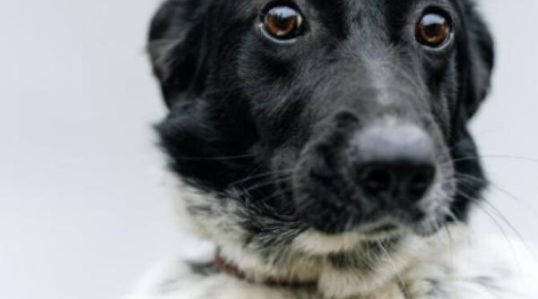 un caine si a salvat stapanul i a condus pe politistii la locul unde era accidentat pot sa compar asta cu o poveste reala din lassie