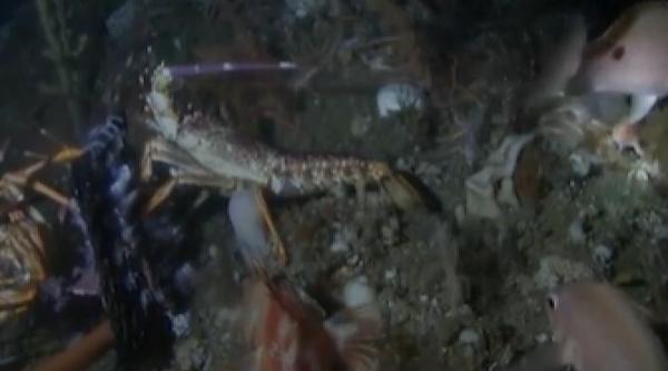 peste cu maini descoperit pe fundul marii cercetatorii surprinsi parea putin ciudat dar m am uitat atent si i se vad mainile