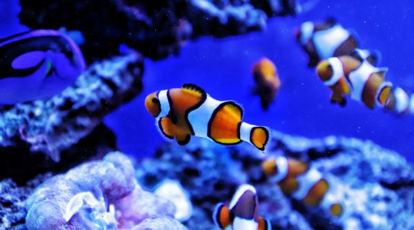 pestii vor fi mai mici din cauza incalzirii globale spun cercetatorii