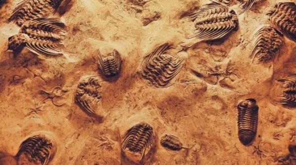 dragonul de mare o fosila impresionanta a fost descoperita de paleontologii britanici