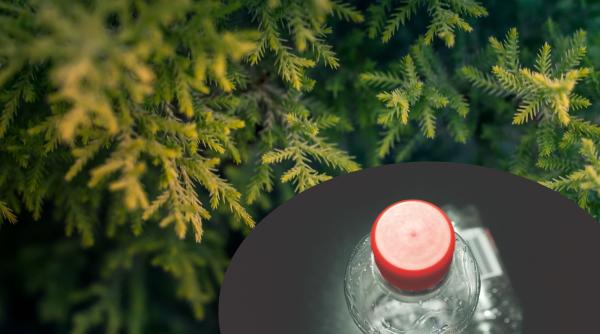 bradul de craciun transformat in bautura carbogazoasa cum e posibil ideea inedita venita din buzau