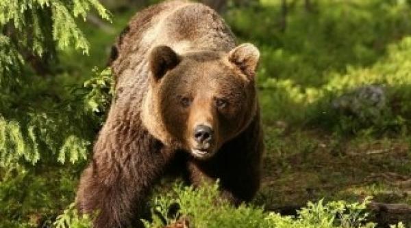 ce avertisment pentru romania sa respecte directiva 92 43 cee privind conservarea habitatelor naturale si a speciilor in oug 81 2021