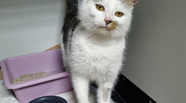 pisica inchisa patru zile in masina de spalat dupa ce a mancat niste oua acum isi cauta o familie care chiar sa o iubeasca