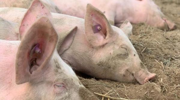 scoala in care elevii premianti sunt recompensati cu purcei nu cu burse sau diplome