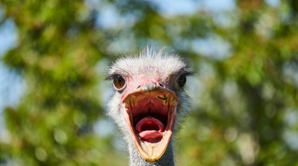 invazie de struti intr un oras din china video