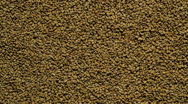 semintele de schinduf ce beneficii au si unde se gasesc